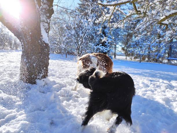 Border collies play with snow stock photo