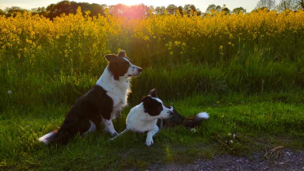 border collies relax in the rapeseed field stock photo