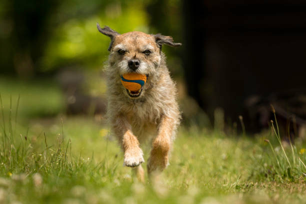 A Border Terrier Dog runs towards camera with a ball in it's mouth Canis Lupus Familiaris stock photo