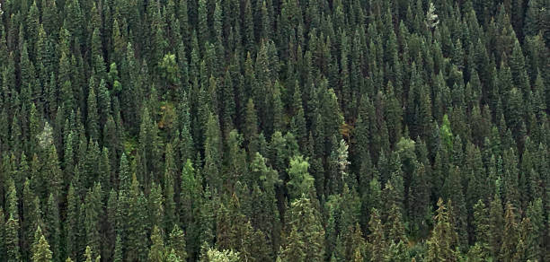 Boreal Forest Trees Canada Sustainable Resources Background A full frame panoramic green landscape background of spruce and pine trees in the Boreal Forest in British Columbia, Canada. boreal forest stock pictures, royalty-free photos & images