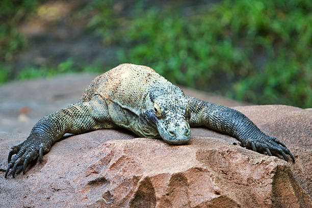 20 Weary Monitor Lizard Stock Photos, Pictures &amp; Royalty-Free Images -  iStock