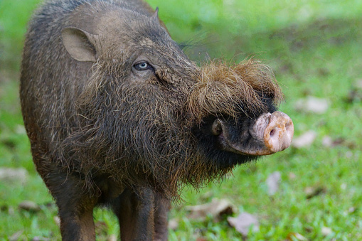 bornean bearded pig in Bako national park, Bako trail in sarawak