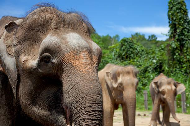 Bornean Pygmy Elephant family, Sabah, Borneo, Malaysia stock photo