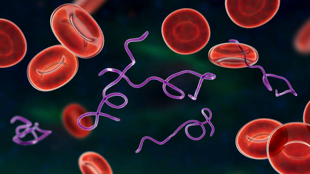 Borrelia bacteria in blood Borrelia bacteria in blood, 3D illustration. The causative agent of Lyme disease and relapsing fever lyme disease stock pictures, royalty-free photos & images