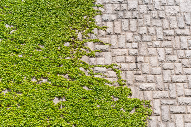Boston ivy on the stone wall in spring stock photo