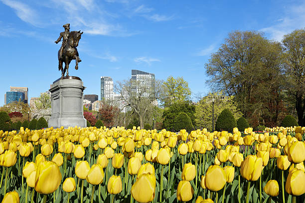 Boston Public Garden stock photo
