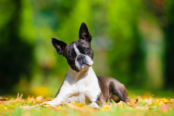 Boston terrier dog on a green lawn in autumn scenery among colorful leaves stock photo