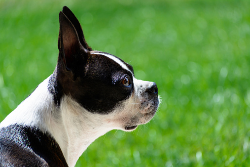 Boston Terrier Dog Side Profile Stock Photo Download