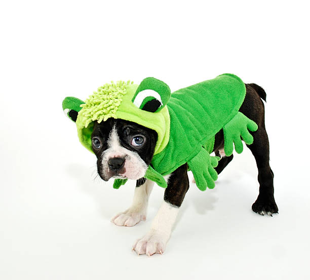 Boston Terrier in a Frog Costume stock photo