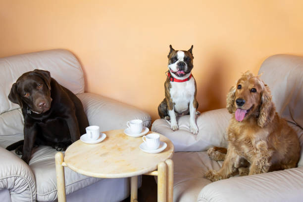 Boston terrier,  Labrador and Cocker spaniel in the hall on armchairs drinking tea like people, humorous photo Boston terrier,  Labrador and Cocker spaniel in the hall on armchairs drinking tea like people, humorous photo golden cocker retriever puppies stock pictures, royalty-free photos & images