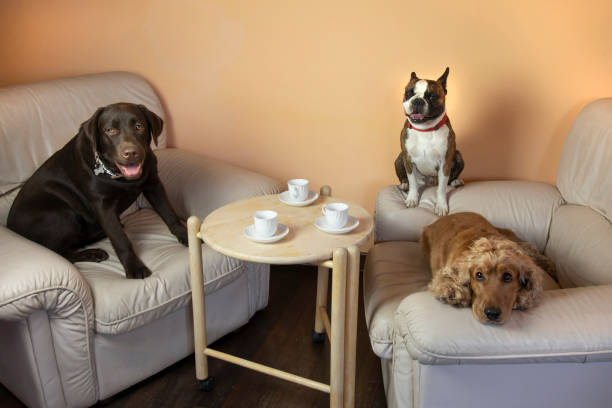 Boston terrier,  Labrador and Cocker spaniel in the hall on armchairs drinking tea like people, humorous photo Boston terrier,  Labrador and Cocker spaniel in the hall on armchairs drinking tea like people, humorous photo golden cocker retriever puppies stock pictures, royalty-free photos & images