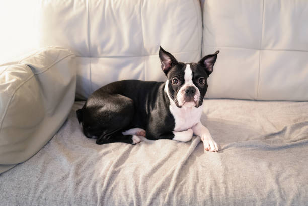 Boston Terrier lying on a light colour leather sofa with a blanket cover. The dog is looking at the camera. stock photo