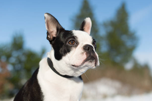 Boston Terrier portrait stock photo