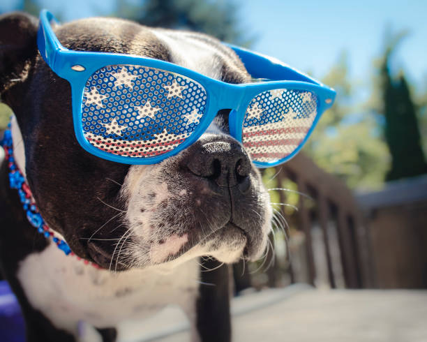 Boston Terrier Puppy Dog Wearing American Flag Glasses stock photo