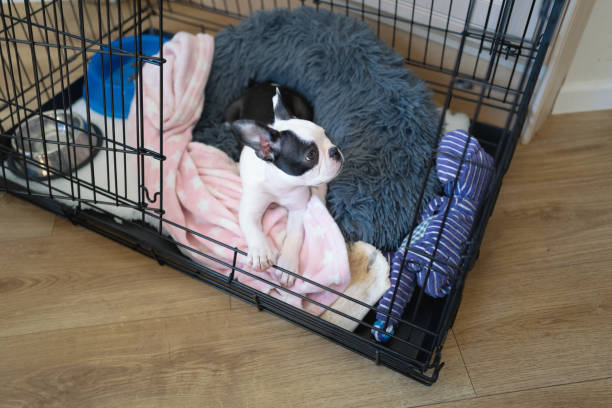 Boston Terrier puppy in a cage, crate with the door open. Her bed and blanket, plus toys and bowls can be see in the cage. stock photo