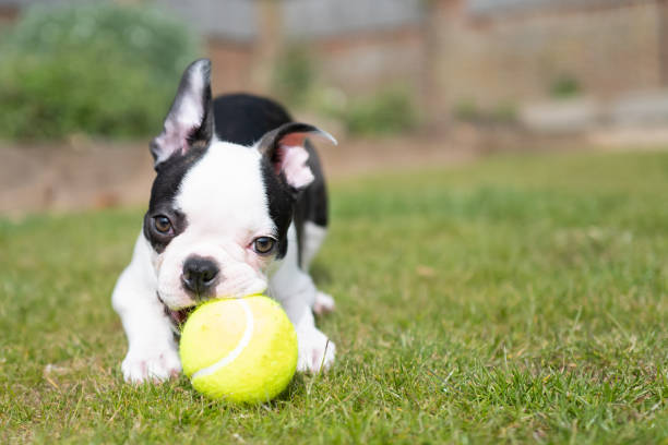Boston Terrier puppy lying on the grass chewing a tennis ball looking at the camera. There is copy space stock photo