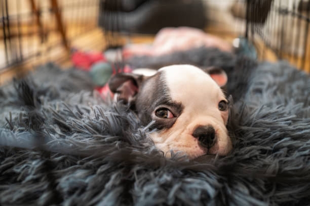 Boston terrier puppy resting in a fluffy bed inside a crate. She is looking up at the camera. stock photo