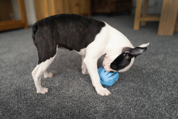 Boston Terrier puppy with her back curved looking at a rubber interactive toy with hidden treats inside stock photo