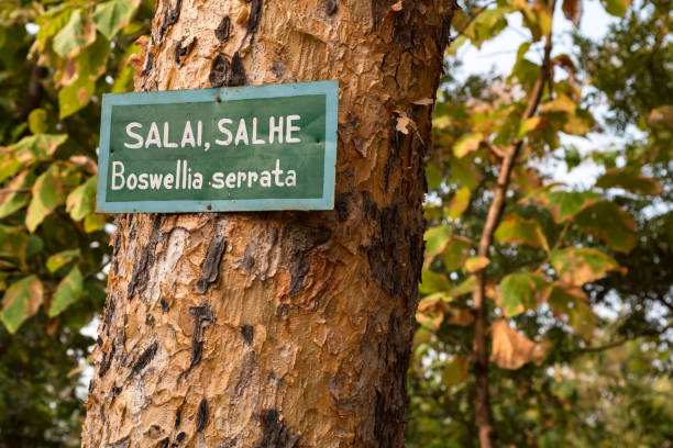 Boswellia serrata tree with plate with its name stock photo