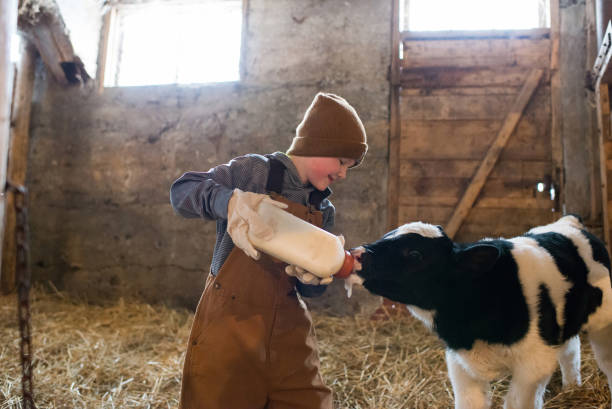 Bottle Feeding Calf Young boy bottling feeding a calf in a barn. dairy farm stock pictures, royalty-free photos & images