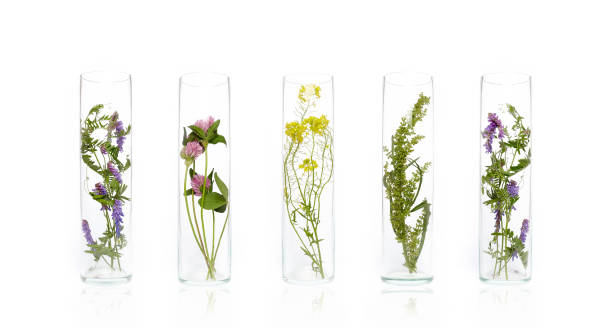 şişe doğal kozmetik bitki ve çiçek organik ürün, cilt bakımı için bitkisel tüp kozmetik. doğa güzellik bilimi tıp laboratuvar testi - malzeme stok fotoğraflar ve resimler