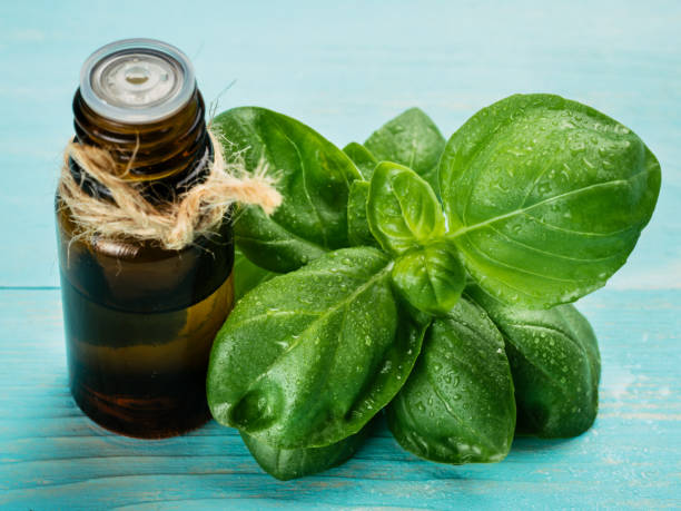 bottle of basil essential oil with fresh basil Brown glass bottle of basil essential oil with fresh green basil leaves on blue wooden background basil plant stock pictures, royalty-free photos & images