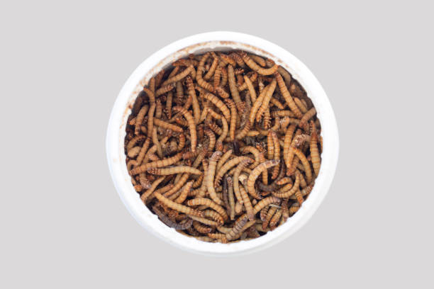 Bottle of feed mealworms larvae for pets and birds top view Bottle of mealworm larvae top view. Feed for pets and birds maggot stock pictures, royalty-free photos & images