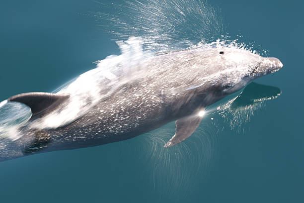 grand dauphin de mouvement - event photos et images de collection