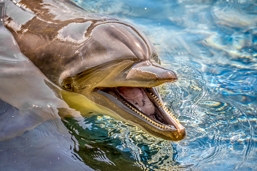 Close up of a bottlenose dolphin in the water