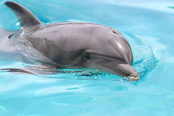 grand dauphin - event photos et images de collection