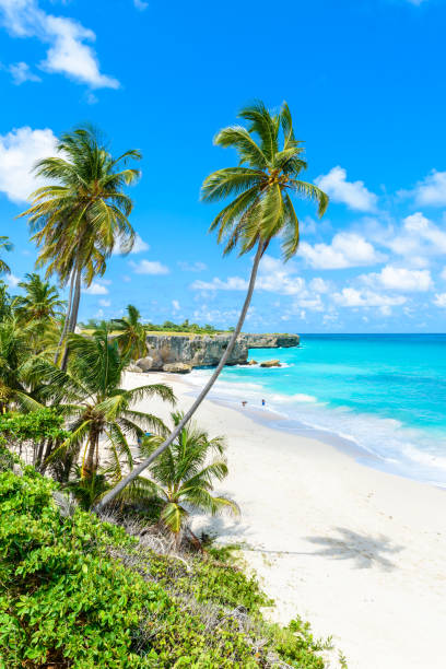 bottom bay, barbados - spiaggia paradisiaca sull'isola caraibica delle barbados. costa tropicale con palme appese sul mare turchese. foto panoramica di un bellissimo paesaggio. - barbados foto e immagini stock