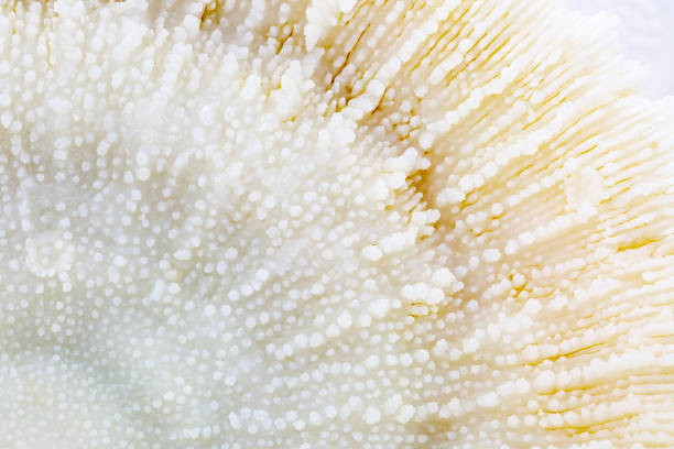 Bottom view on a mushroom coral ridges Bottom view on a mushroom coral ridges endangered species photos stock pictures, royalty-free photos & images