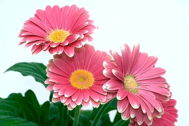 Bouchet of pink Chrysanthemums stock photo