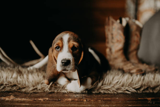 Boudreux the Basset Hound Basset hound puppy litter staged photo with props. basset hound stock pictures, royalty-free photos & images