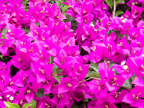 Bougainvillaea Flowers Stock Photo - Download Image Now - iStock