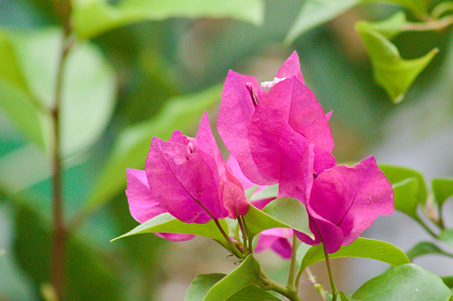 Bougainvillea. Close-up of paperflower with selective focus on foreground