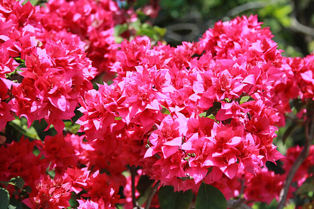 Bougainvillea flower background stock photo
