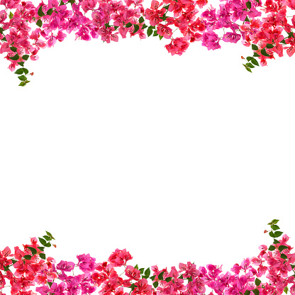 Bougainvillea Flower Frame On White Background Stock Photo - Download ...