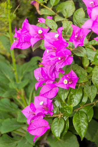 Bougainvillea flower, Buganvilla.