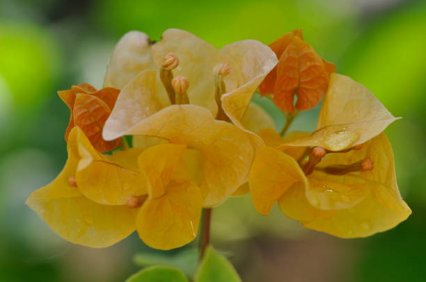 Bougainvillea Flowers stock photo
