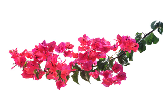 Bougainvillea Pictures, Images and Stock Photos - iStock