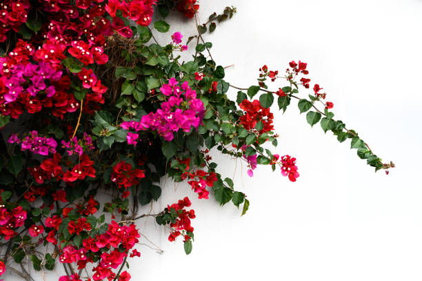 Bougainvillea plant in front of white wall with copy space Flower arrangement background with copy space for your own text to the right and red and pink Bougainvillea flowers in bloom to the left of the photo. bougainvillea photos stock pictures, royalty-free photos & images