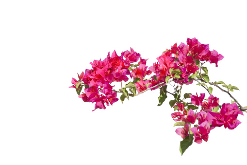 Bougainvilleas Isolated On White Background Paper Flower Save With ...