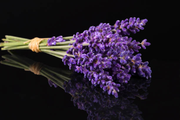 Bouguet of violet lavendula flowers isolated on black background, close up stock photo