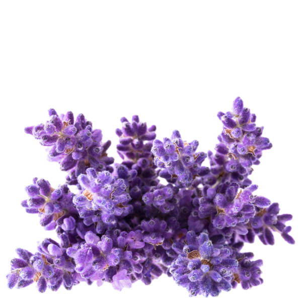 Bouguet of violet lavendula flowers isolated on white background, close up. stock photo