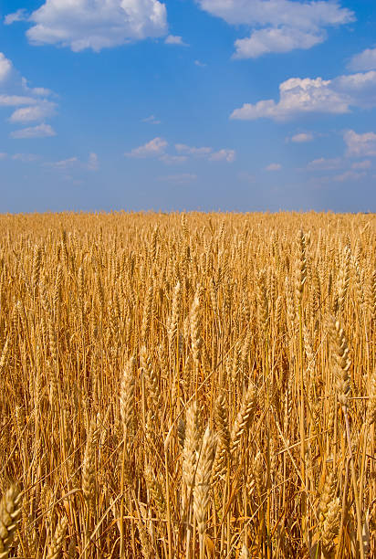 Boundless field of wheat stock photo