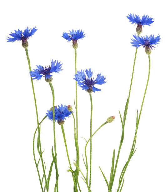bouquet von blauen kornblumen isoliert auf weißem hintergrund. selektiven fokus - wildblumen stock-fotos und bilder