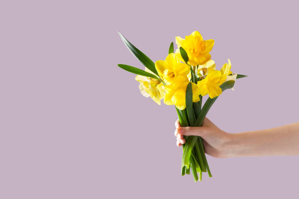 A bouquet of daffodils in hand. Violet background. Copy space daffodil stock pictures, royalty-free photos & images