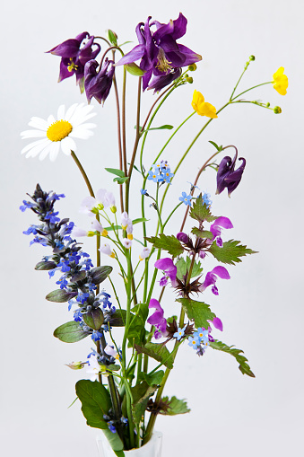 Bouquet of European spring flowers on white background, picked on a meadow in May. Marguerite, cardamine pratensis, carpet bugle, columbine flower, forget me not, lamium, ranunculus.