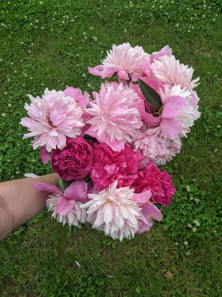 Bouquet of fresh Peonies stock photo